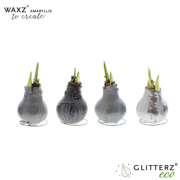 <h4>arr4 Amaryllis VH - Waxz to Create Silver</h4>