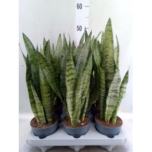 Sansevieria zeylanica