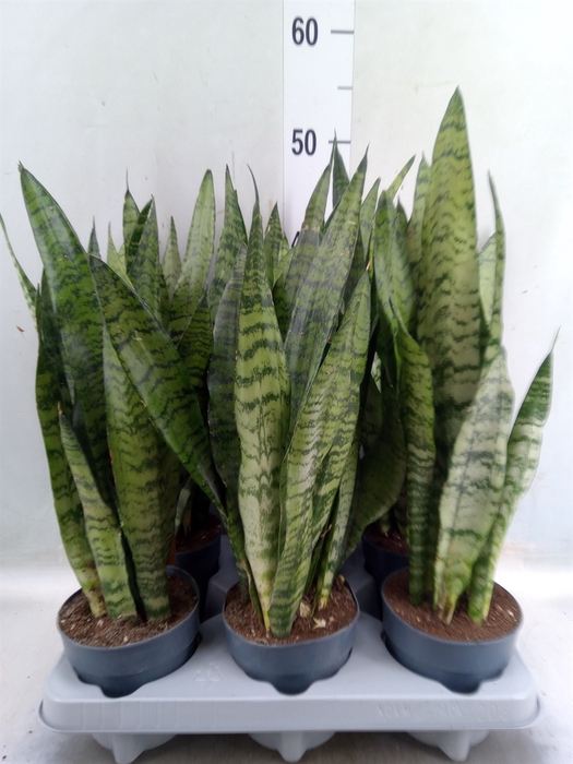 <h4>Sansevieria zeylanica</h4>