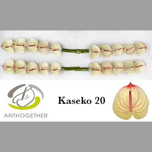 ANTH A KASEKO