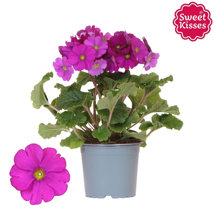 <h4>Primula obcon. 'Touch Me Rose'</h4>