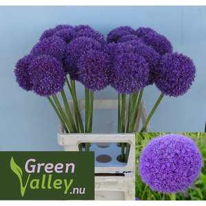 ALLIUM GIGANTEUM