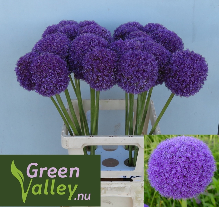 <h4>ALLIUM GIGANTEUM</h4>