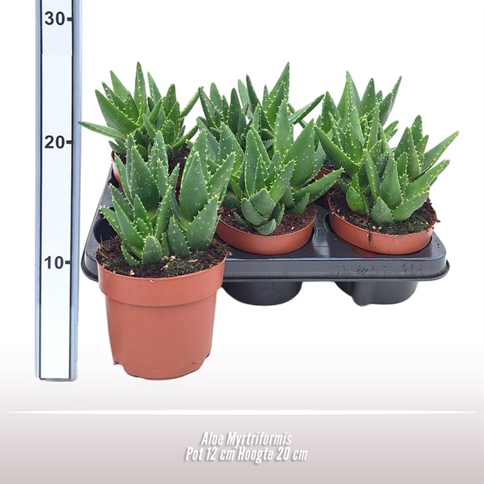 Aloe Myrtriformis