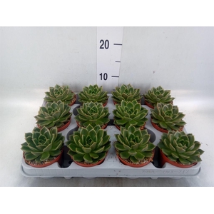 Echeveria   ...not flowering