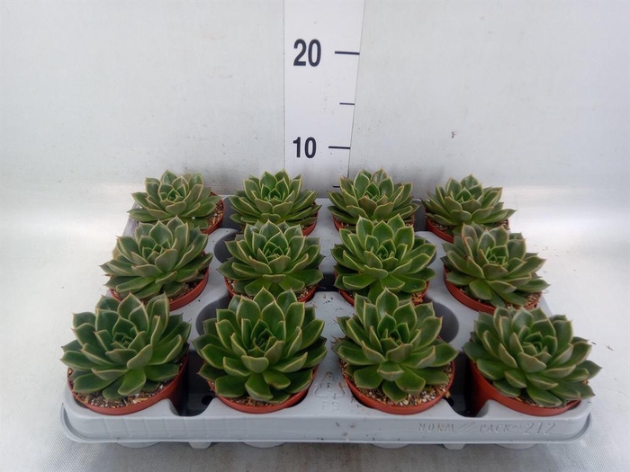 <h4>Echeveria   ...not flowering</h4>