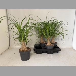 BEAUCARNEA RECUR