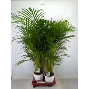 Dypsis lutescens   ...Chrysalidoca