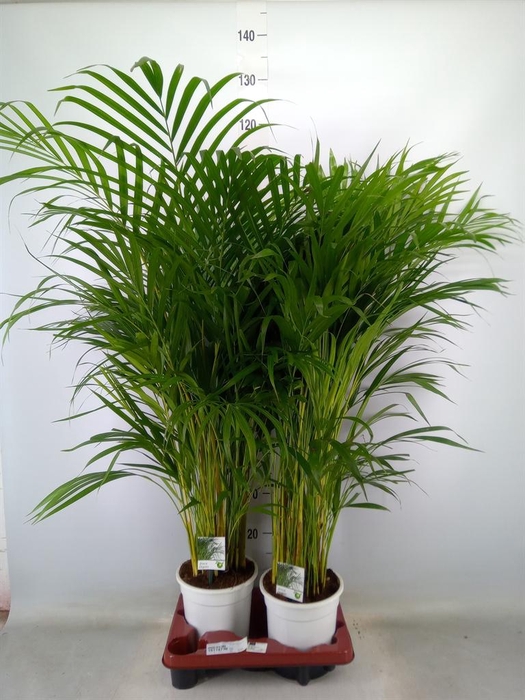 <h4>Dypsis lutescens   ...Chrysalidoca</h4>