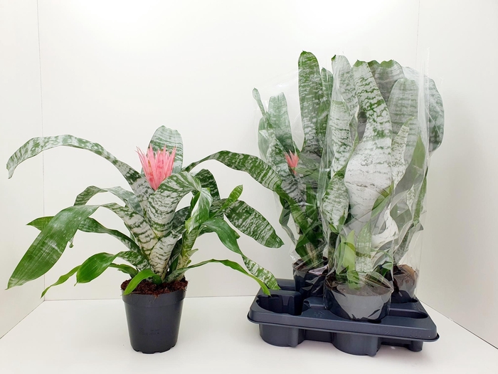 <h4>AECH FAS PRIMERA</h4>