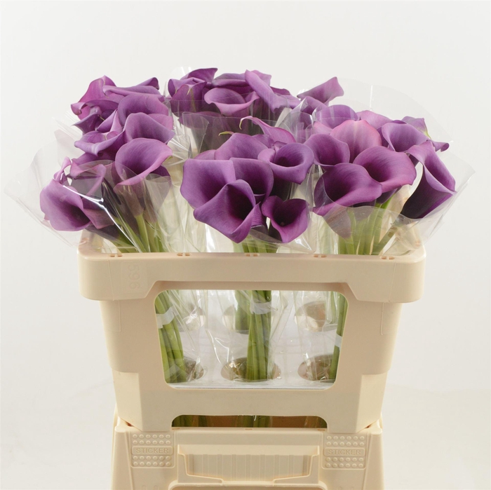 <h4>Calla Durban</h4>