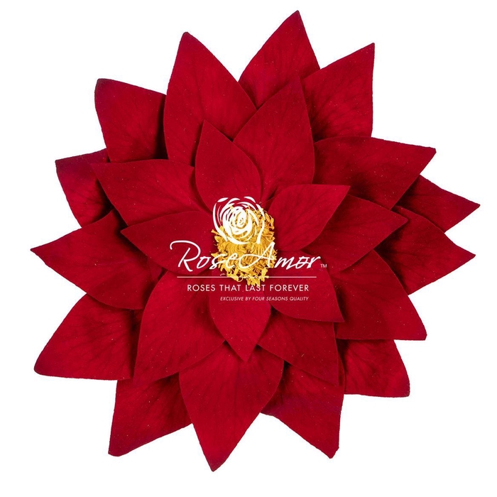 Poinsettia Red01