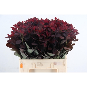 COTINUSBLAD ROYAL PURPLE 070CM