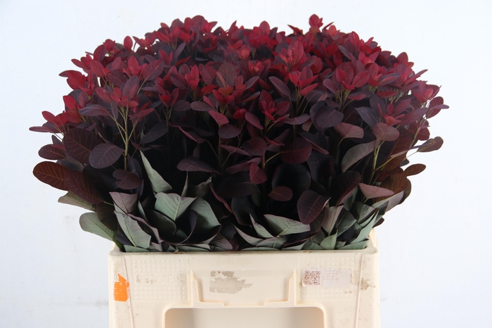<h4>COTINUSBLAD ROYAL PURPLE 070CM</h4>