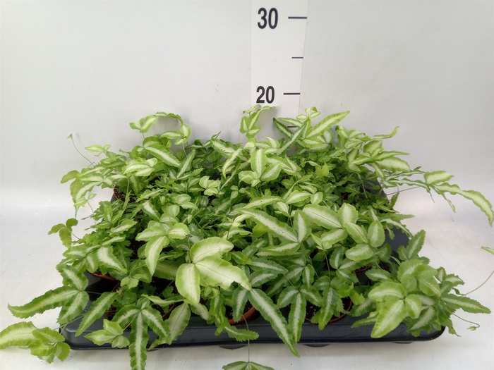 <h4>Pteris cretica 'Albolineata'</h4>