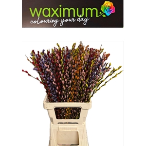 Salix wilgenkatjes Mix 5 Kleur