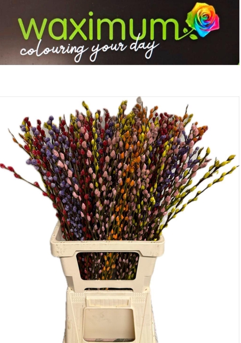 <h4>Salix wilgenkatjes Mix 5 Kleur</h4>