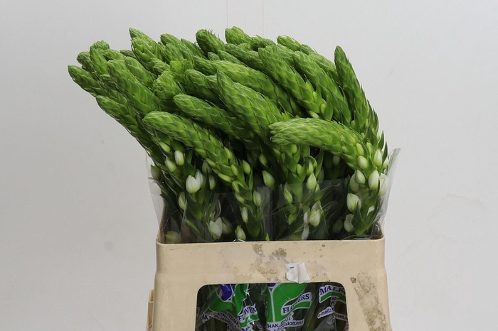 <h4>Ornithogalum thyrs. 'Milky Way'</h4>