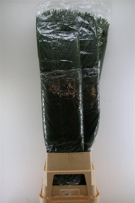 <h4>Cane Palm 150cm</h4>