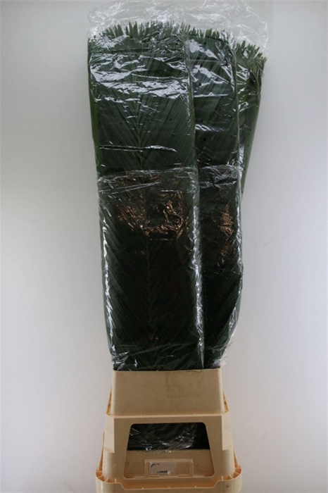 <h4>Cane Palm 150cm</h4>