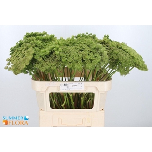 Ammi Visnaga Green Mist 70cm