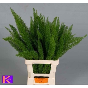 ASPARAGUS MEYERS ASP DENS MYERS