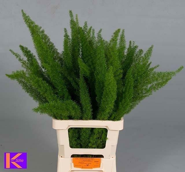 <h4>ASPARAGUS MEYERS ASP DENS MYERS</h4>