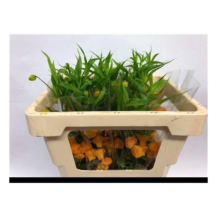 <h4>Sandersonia</h4>