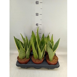 Sansevieria trifa.   ...