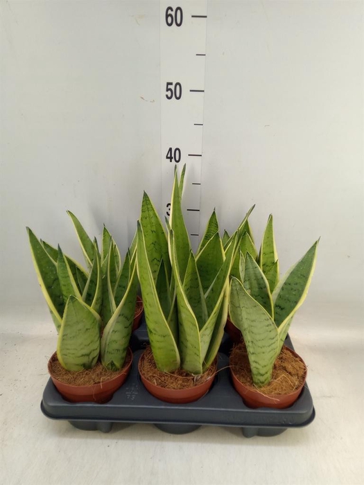 <h4>Sansevieria trifa. ...</h4>