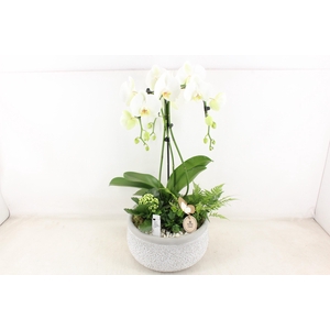 arr2 PL - Ker. barok grijs phal. paraplu