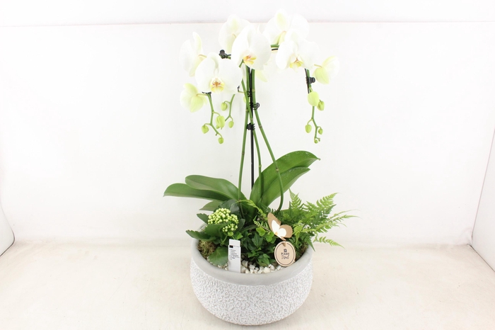 <h4>arr2 PL - Ker. barok grijs phal. paraplu</h4>