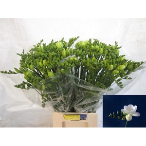 Freesia du Essence