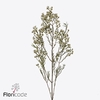 Chamelaucium pelaco