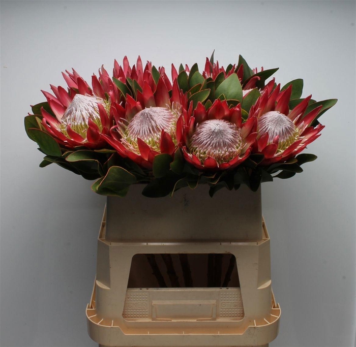 <h4>PROTEA CY MADIBA</h4>