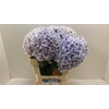 Hydrangea sunsation