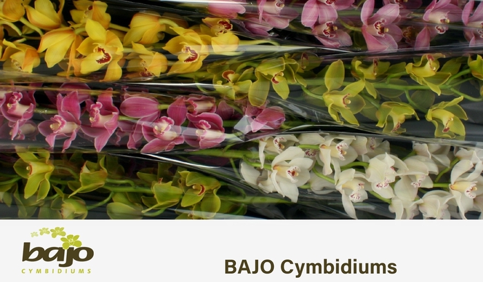 <h4>CYMB T GEM</h4>