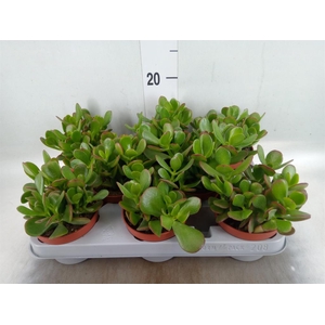 Crassula ovata