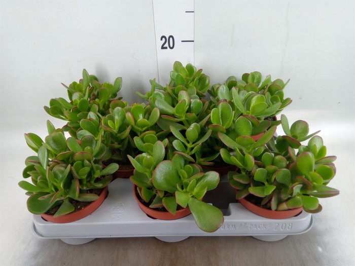 <h4>Crassula ovata</h4>