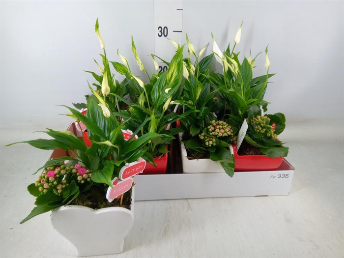 <h4>Arr.    Planten  L%</h4>