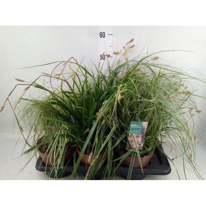<h4>Carex   ...mix</h4>
