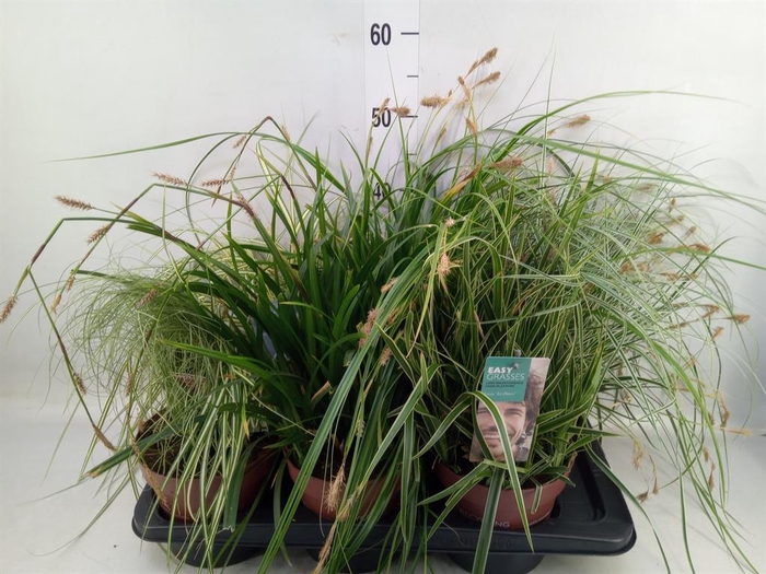 Carex   ...mix