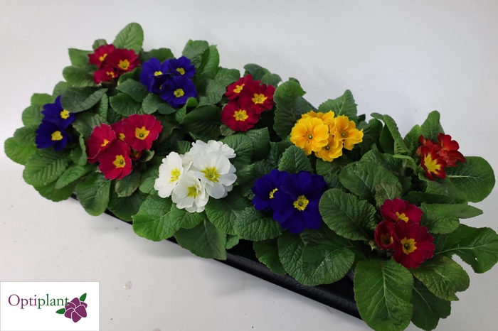 <h4>PRIM AC GEM</h4>