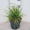 Pennisetum alopecuroides