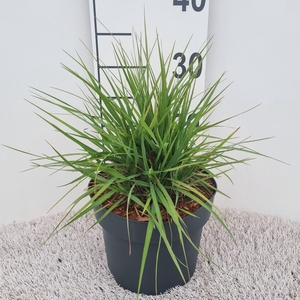 Pennisetum alopecuroides