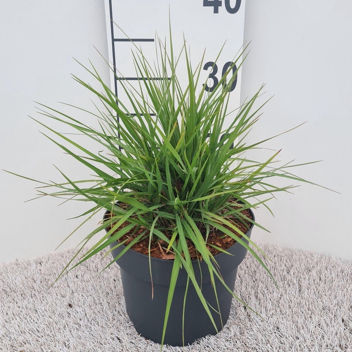 Pennisetum alopecuroides