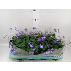 Streptocarpus saxorum