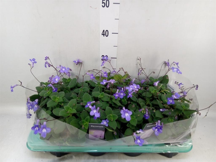 <h4>Streptocarpus saxorum</h4>