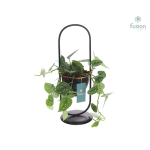 Rek metaal met 1 pot zwart met Scindapsus