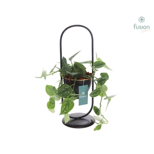 Metaal rek met 1 pot zwart met Scindapsus